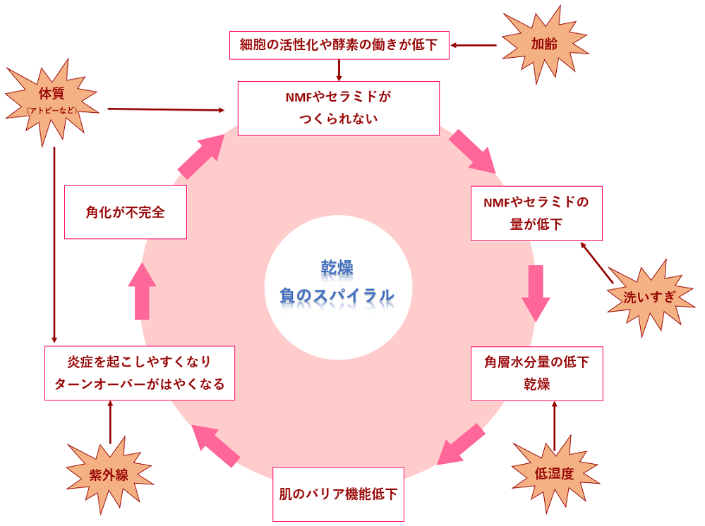 乾燥肌の負のスパイラル