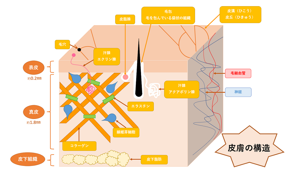 わかりやすい皮膚の構造 イラスト付きでかんたん解説