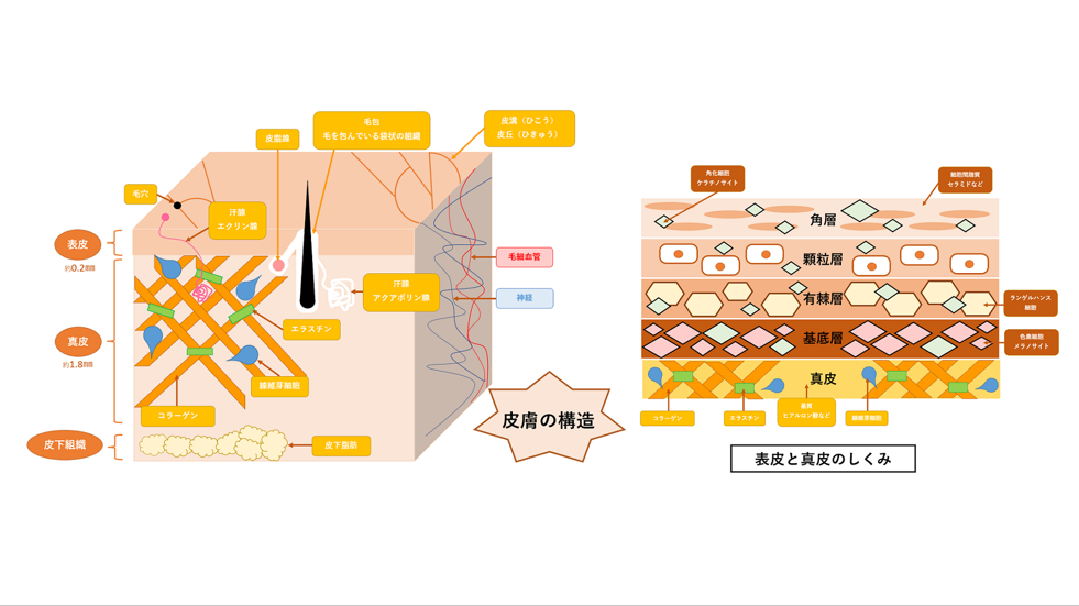 わかりやすい皮膚の構造 イラスト付きでかんたん解説