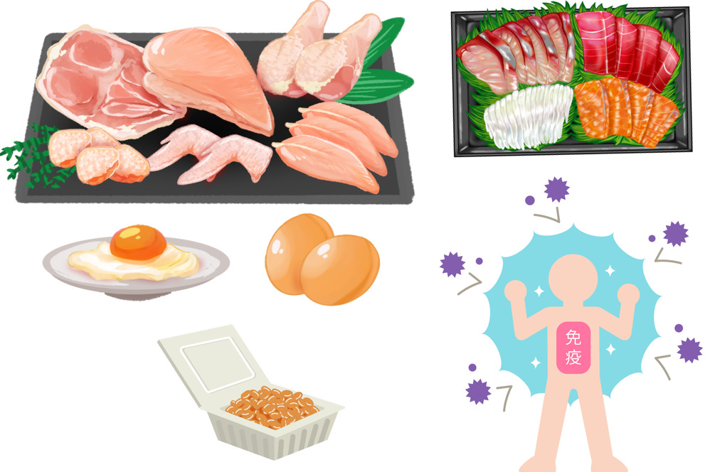 アルギニン（免疫＆多く含まれる食べ物）